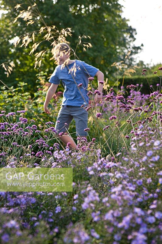 Boy jumps on the trampoline which is hidden in a border of Verbena bonariensis and asters 
