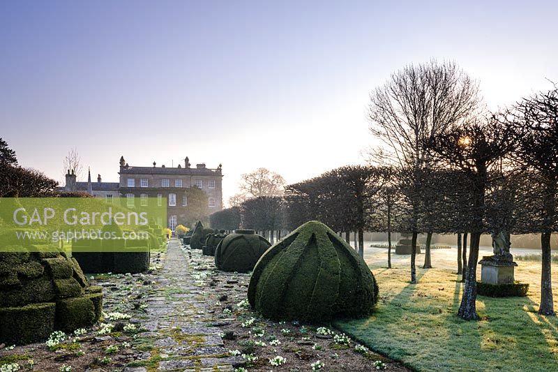 The Thyme Walk with Golden Yew Topiary, Highgrove Garden in March, 2019.
