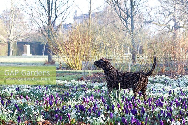 Willow statue of Tigga standing among flowering crocuses and snowdrops. The Meadow, Highgrove, February, 2019. 