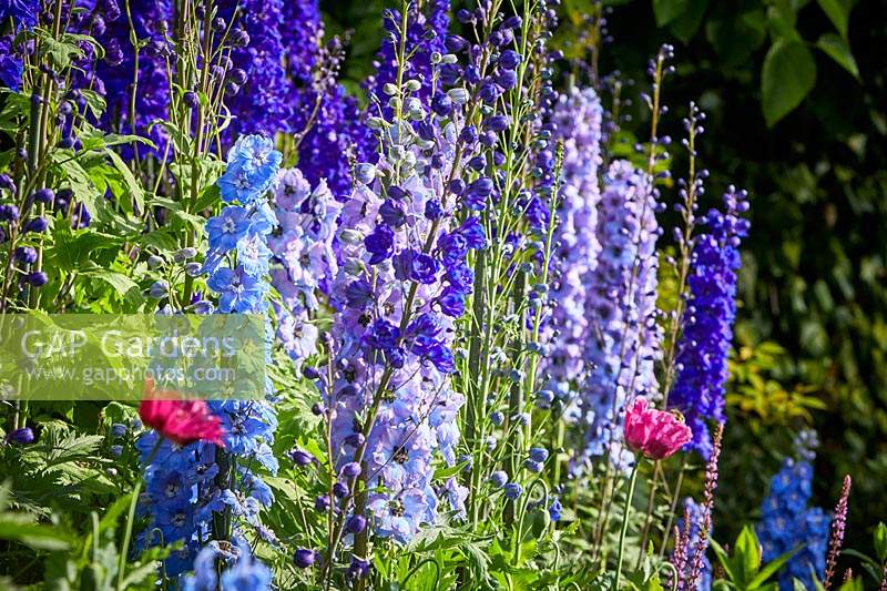 Delphiniums in bloom in The Cottage Garden at Highgrove, June, 2019. 
