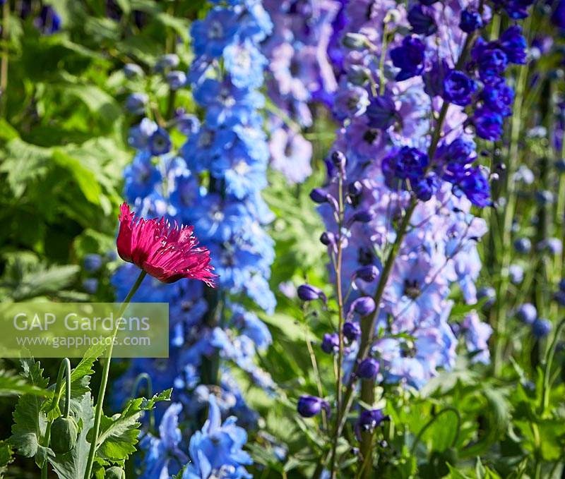 Delphiniums and Papaver in bloom in The Cottage Garden at Highgrove, June, 2019.