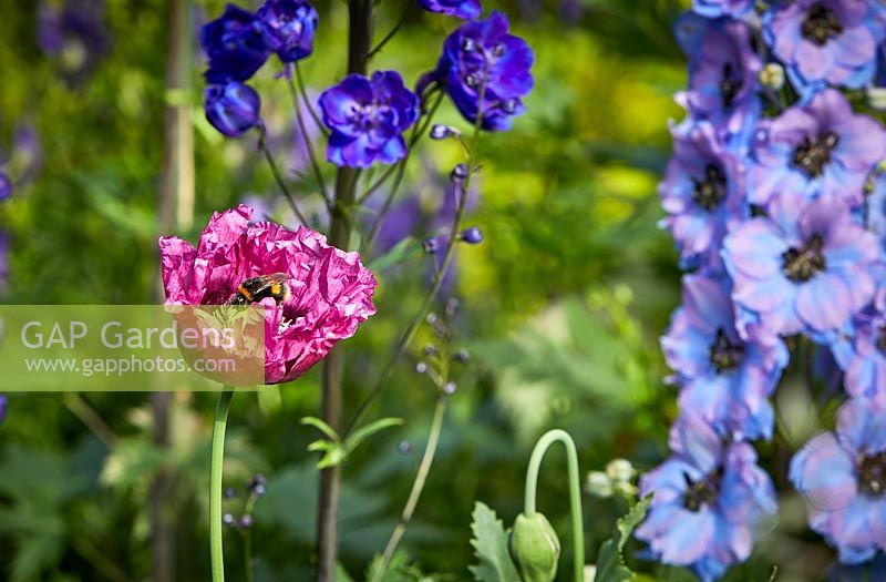 Delphiniums and Papaver in bloom in The Cottage Garden at Highgrove, June, 2019.