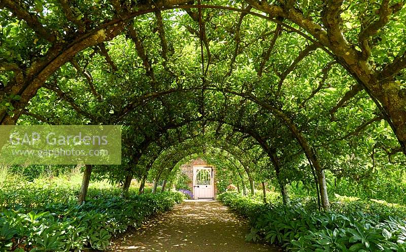 Trained apple arch in the Walled Garden, Highgrove, June, 2019.