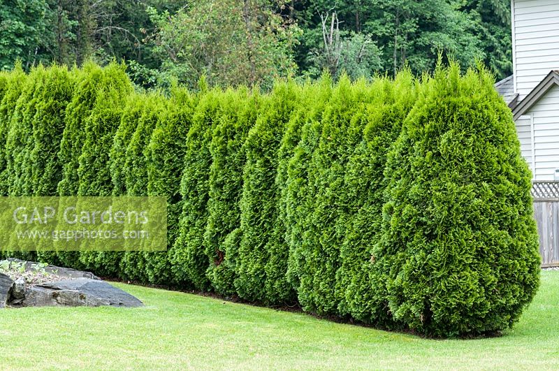 A hedge of Thuja occidentalis 'Smaragd' - White Cedar 
 