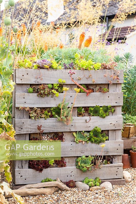 Pallet planter with mixed succulents.