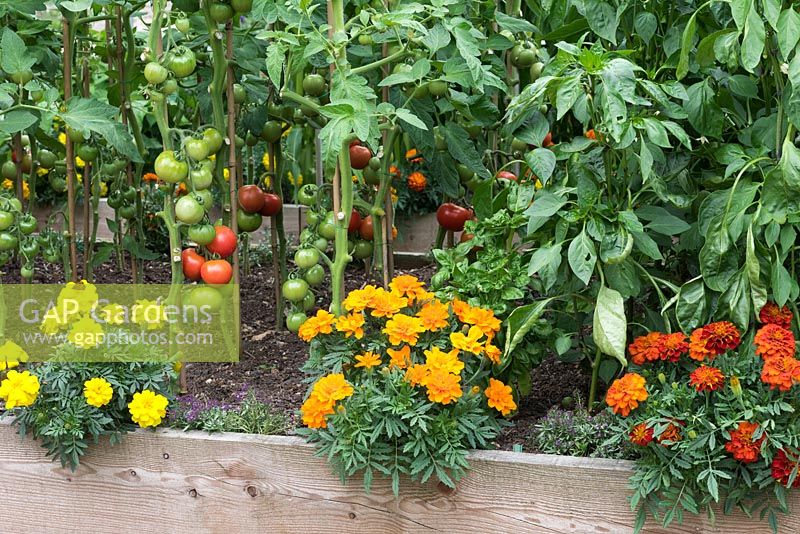 A raised bed with ripening tomatoes mingling with French marigolds, a companion planting to repel whitefly.