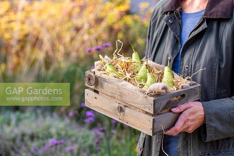 Woman carrying wooden crate of harvested pears.