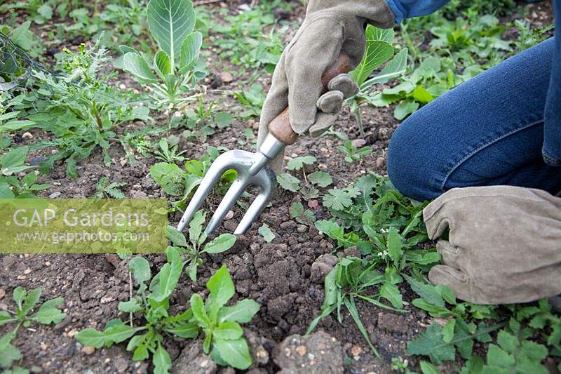 Kneeling down to use a hand fork to lift out small, annual weeds
 including sow thistle, dandelion, cranesbill