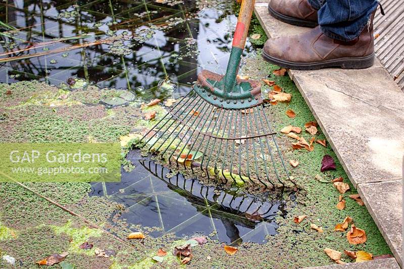Removing leaves and pond weed from a pond with a rake