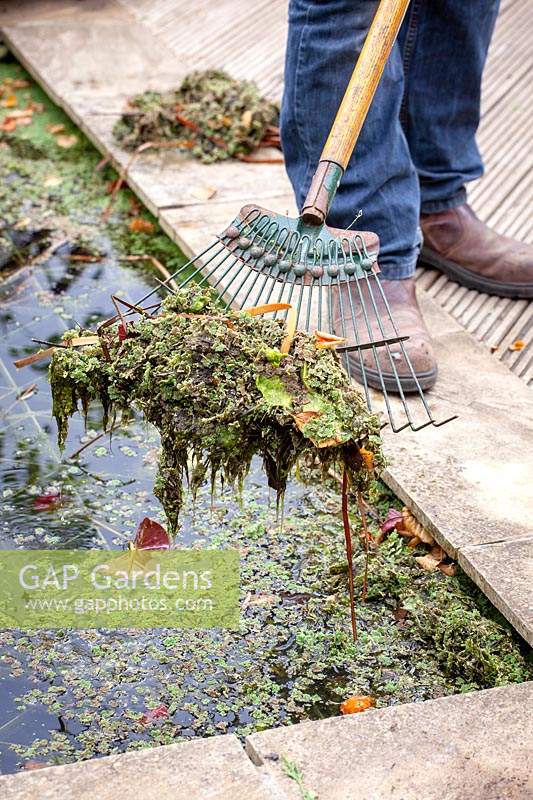 Removing leaves and pond weed from a pond with a rake