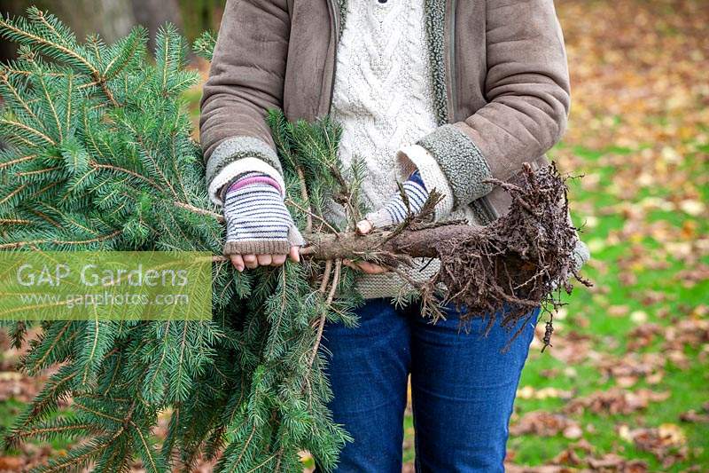 Person holding a container-grown Christmas tree showing the rootball