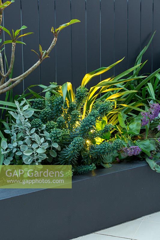 Detail of a mixed planting of hardy plants featuring a blue, green Euphorbia at night lit with a single uplight.