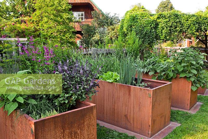 Raised beds with vegetables and herbs.