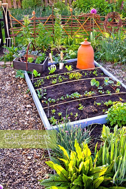 Vegetable garden with chives, welsh onion, sorrel and new growth in raised bed.