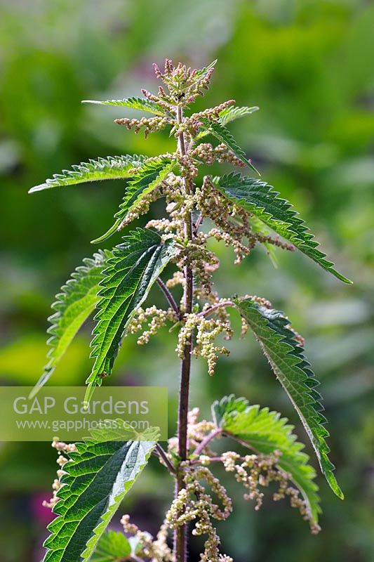 Urtica dioica - stinging nettle setting seed
