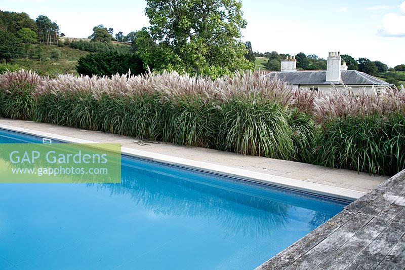 Border of Miscanthus sinensis by the swimming pool at Grendon Court, September