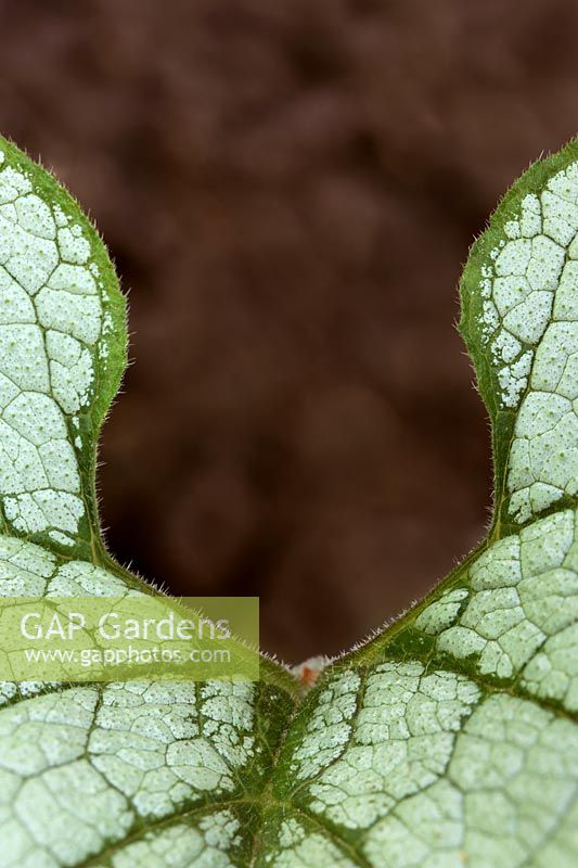 Gardening Alphabet Letter u shown in gap in leaf. 