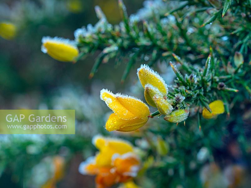 Ulex europaeus - Frost covered Gorse flowers in January. 