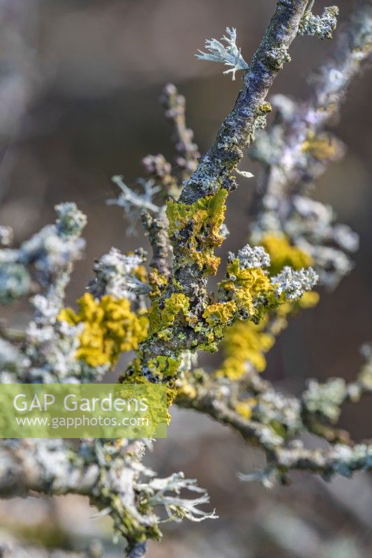 Xanthoria parietina Lichens growing on a branch in winter - January
