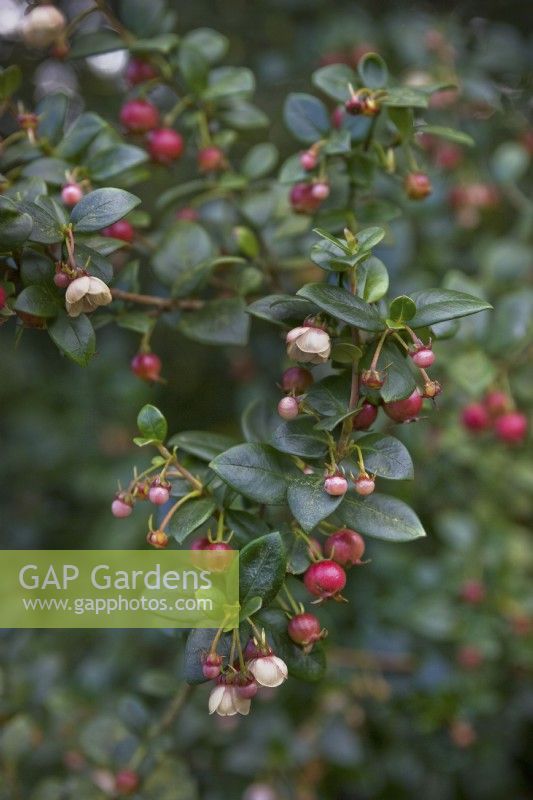 Ugni molinae Murta, Chilean guava, Myrtus ugni, Murtilla or Eugenia ugni. Close up of evergreen glossy foliage with red edible 'strawberry' tasting berries high vitamin C content and light pink flowers.