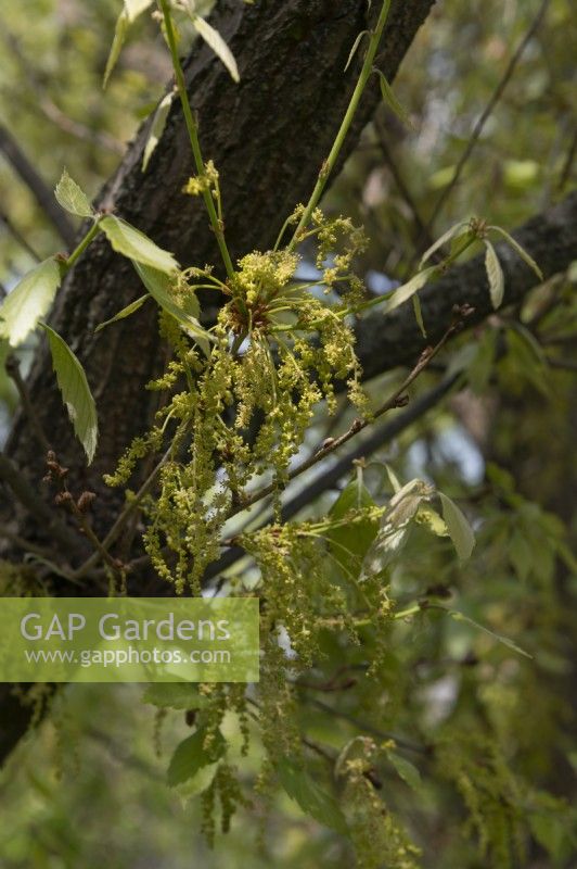 Quercus glandulifera konara oak flowers 