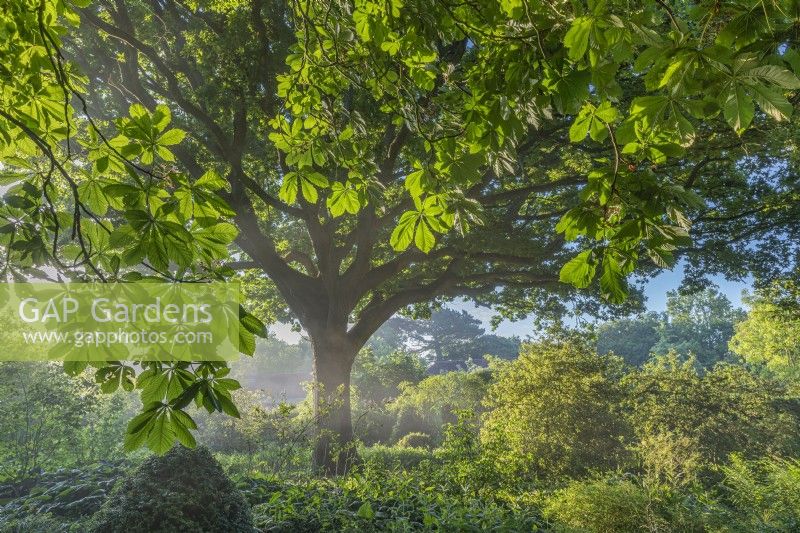 View of a vintage Quercus robur through the leaves of an Aesculus hippocastanum in a shady country cottage garden in Summer - June