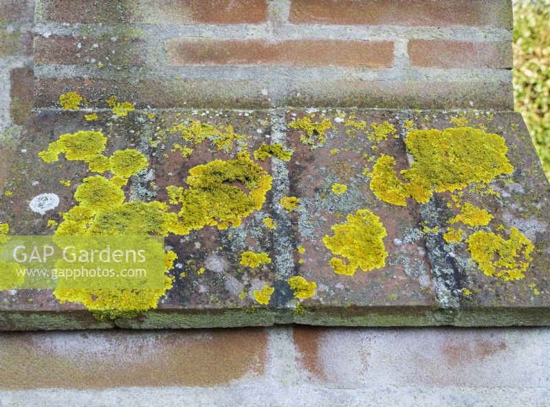 Xanthoria parietina -common orange lichen on garden wall