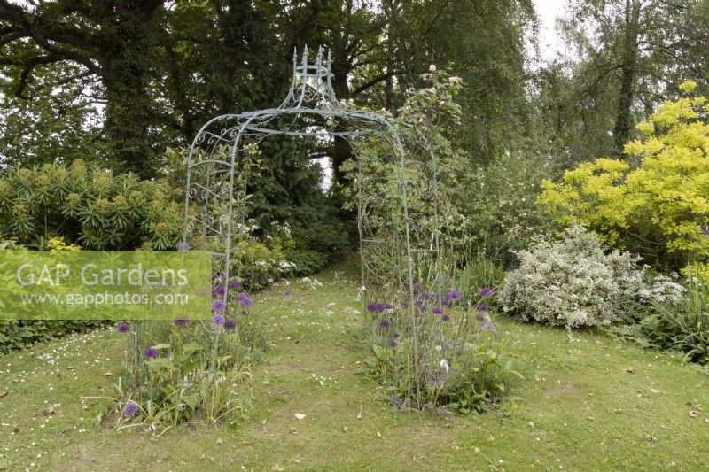 A wrought iron gazebo planted with allium Purple Sensation and clematis Duchess of Edinburgh. Lewis Cottage, NGS Devon garden. Spring.