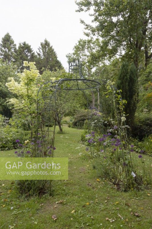 A wrought iron gazebo planted with allium Purple Sensation and clematis Duchess of Edinburgh. Lewis Cottage, NGS Devon garden. Spring.