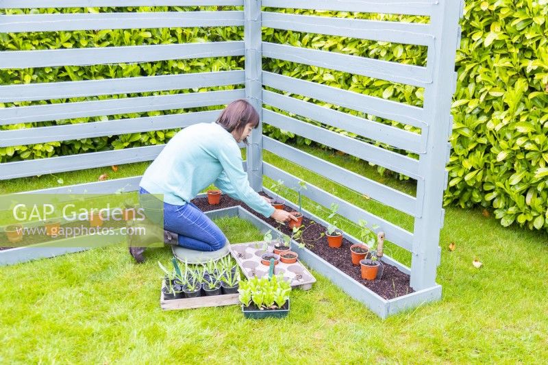 Woman positioning Ipomoeas along the plant bed