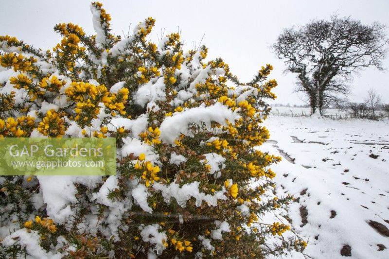 Ulex europaeus - Common gorse covered in snow