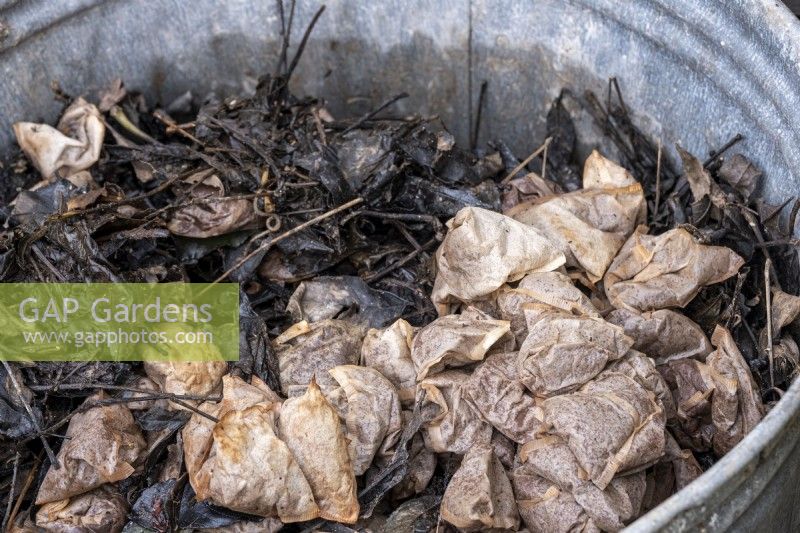 Fallen leaves and teabags being rotted down for compost in the garden