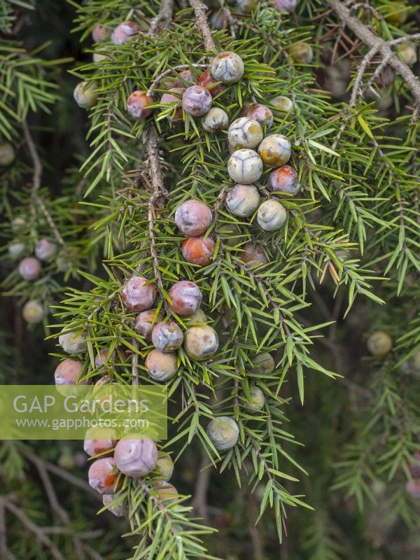 Juniperus oxycedrus - Cade Juniper - berries  Eastern Spain 