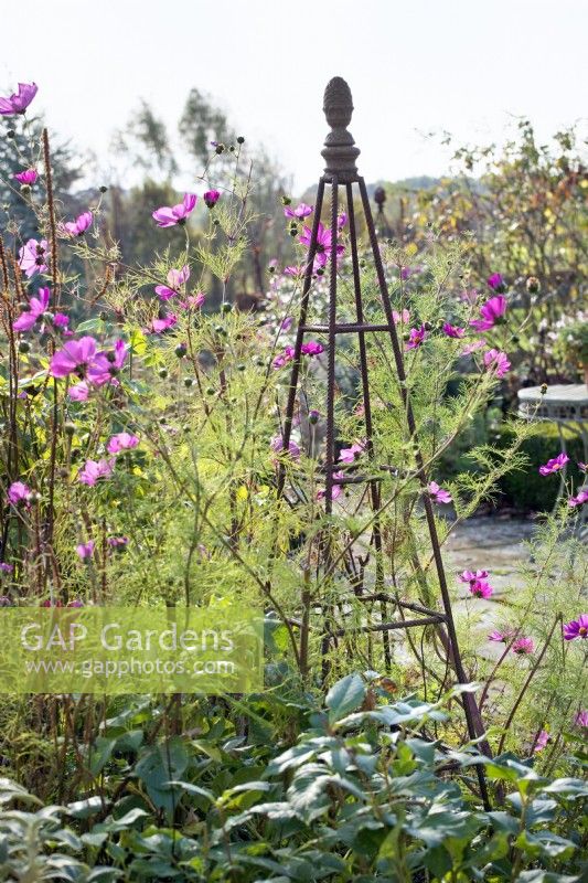 Cosmos bipinnatus 'Dazzler' surrounding a rusted iron rebar plant support obelisk with decorative pineapple finial