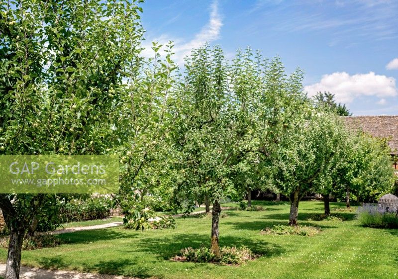 Apple trees in the orchard, July, 2022.