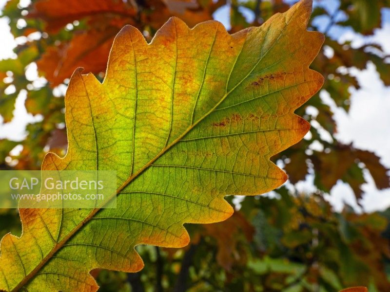Quercus dentata Carl Ferris Miller in autumn