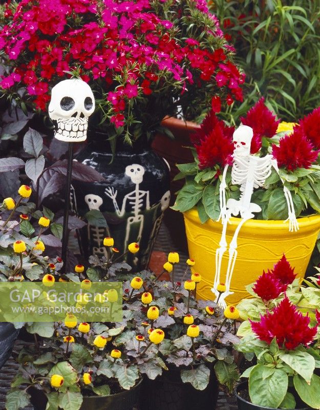Display of bedding plants, such as Acmella oleracea, in containers with skeleton and skull decorations, autumn October