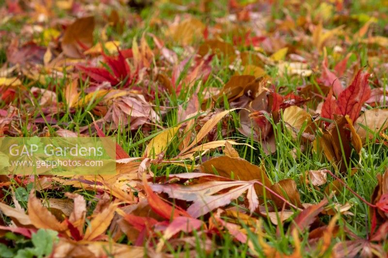 Acer palmatum 'Elegans' leaves scattered over the grass.
