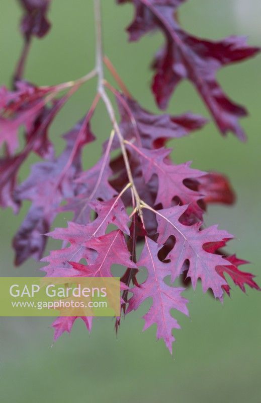 Autumn foliage of a Scarlet Oak, Quercus coccinea. Whitstone Farm, Devon NGS garden, autumn