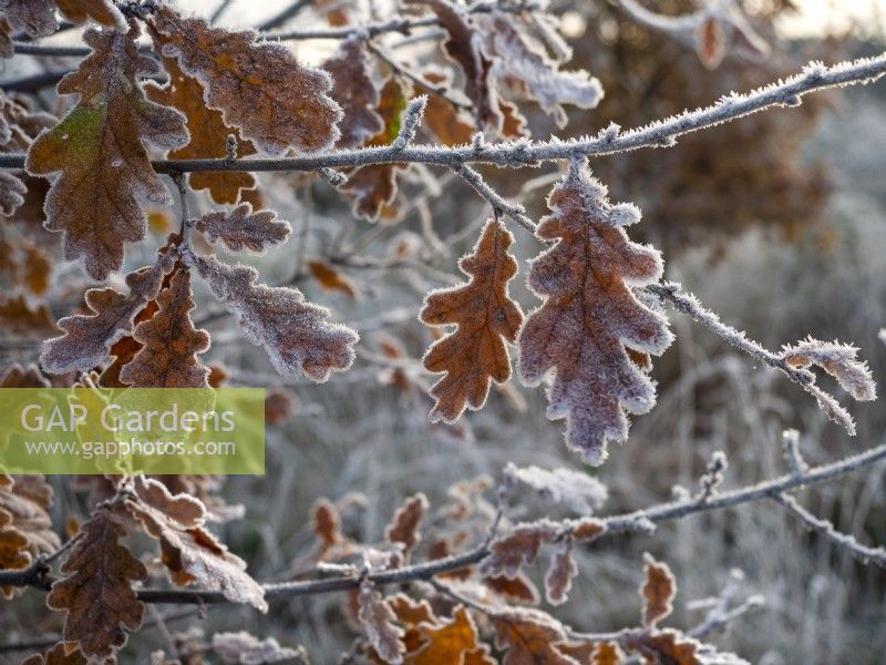 Quercus robur - common oak leaves covered in hoar frost winter December