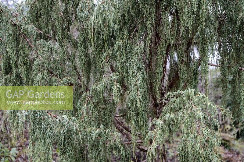 Juniperus recurva 'Castlewellan'
