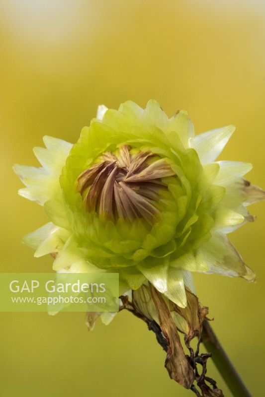 Xerochrysum bracteatum - golden everlasting or strawflower.