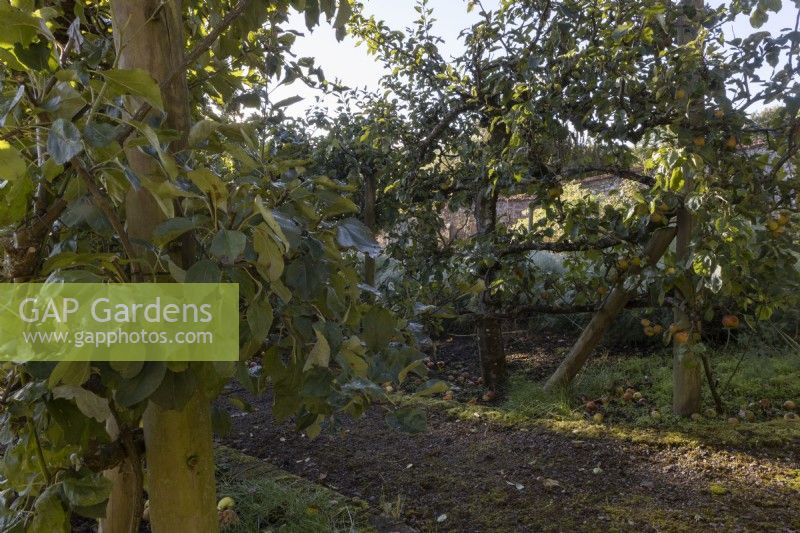 Apple tree, Malus Monarch, grow espalier, along a path. Regncy House, Devon NGS garden. Autumn