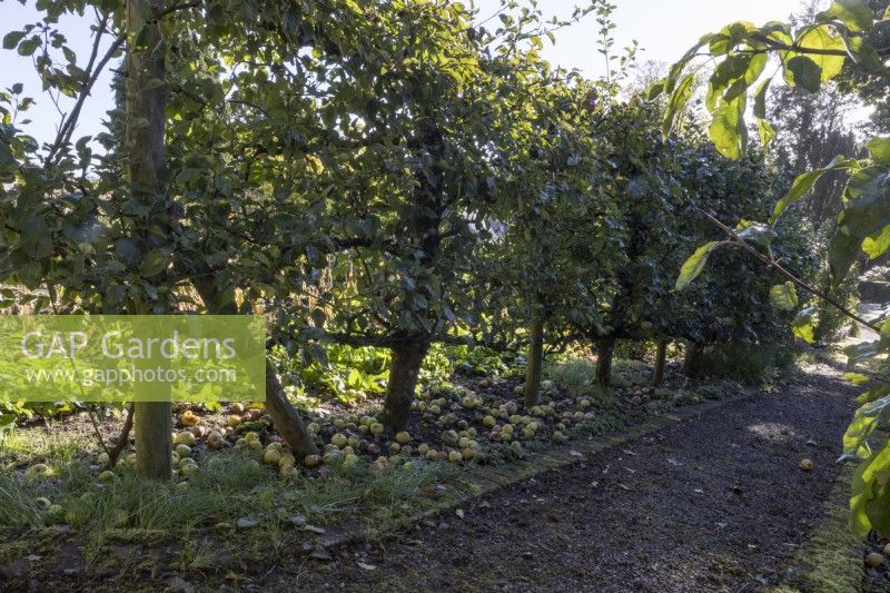 Apple tree, Malus Monarch, grow espalier, along a path. Regency House, Devon NGS garden. Autumn