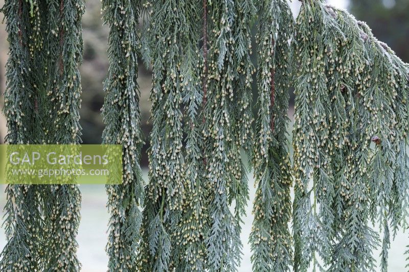 Xanthocyparis nootkatensis 'Green Arrow' - Nootka cypress foliage in the frost
