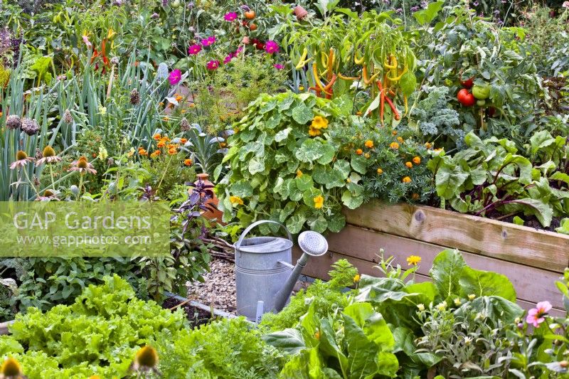 Watering can in kitchen garden full of growing crops in combination with perennial and annual flowers including Echinacea purpurea, Teucrium hircanicum, Tropaeolum majus, Tagetes patula and Cosmos bipinnatus