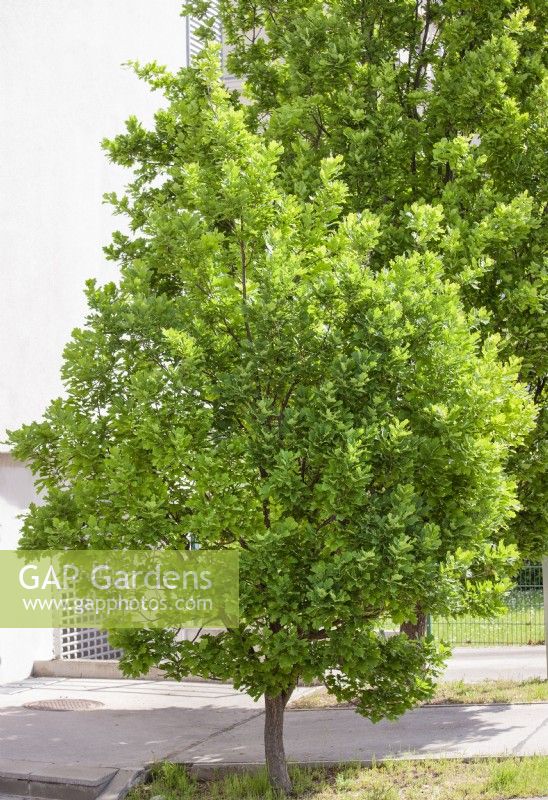 Quercus robur, spring May