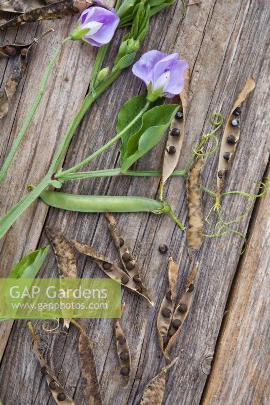 Harvesting Lathyrus odoratus - sweet pea seeds.