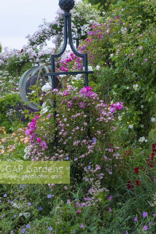 An obelisk supports climbing roses 'Nozomi', 'Magic Carpet' and 'Flower Carpet White'.