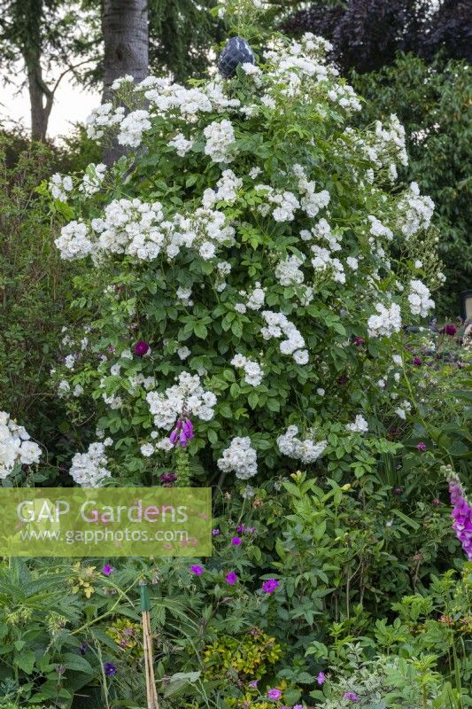 Rosa 'Astra Desmond', a white rambling rose that flowers from June with numerous clusters of semi-double flowers.